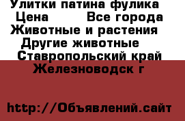 Улитки патина фулика › Цена ­ 10 - Все города Животные и растения » Другие животные   . Ставропольский край,Железноводск г.